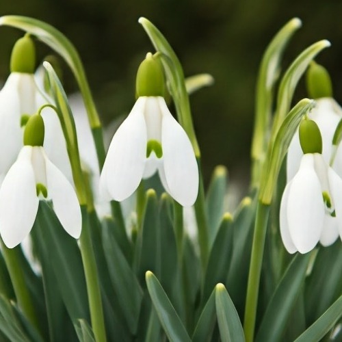 Schneegl&ouml;ckchen vermehren