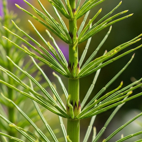Ackerschachtelhalm gegen Blattl&auml;use