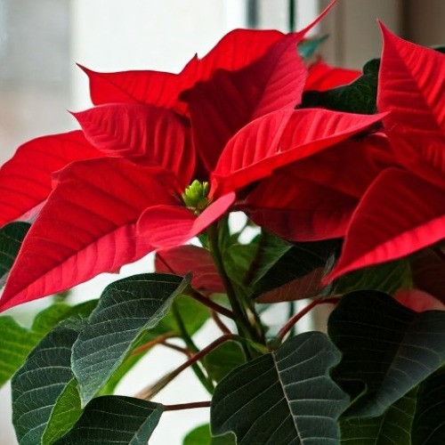 Den Weihnachtsstern &uuml;ber den Winter bringen