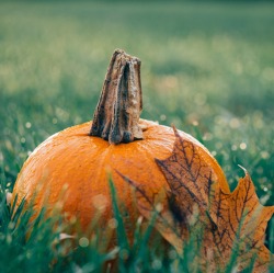 Herbstzeit ist K&uuml;rbiszeit!